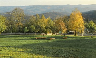 E.Murasová-osirela-lehatka-původní