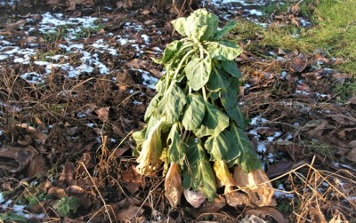 Správný zahrádkář už nyní vyhlíží jaro