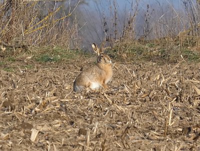 Na poli zajíc polní *