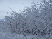 Zasněžená křoviska cestou