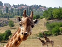 Hezký den, íčkaři!