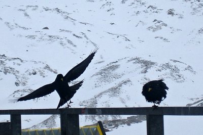 Bacha, klouže to ...