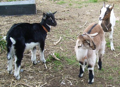 Jarní pohyb - fotosoutěž Jaro, Léto, Podzim, Zima