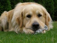 Pes do domácnosti může
přinést radost i pohromu