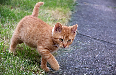 Rozhodnuto. Vítězkou fotosoutěže na téma "Mazlíčci a jiná zvířena" je paní Marta Nosková