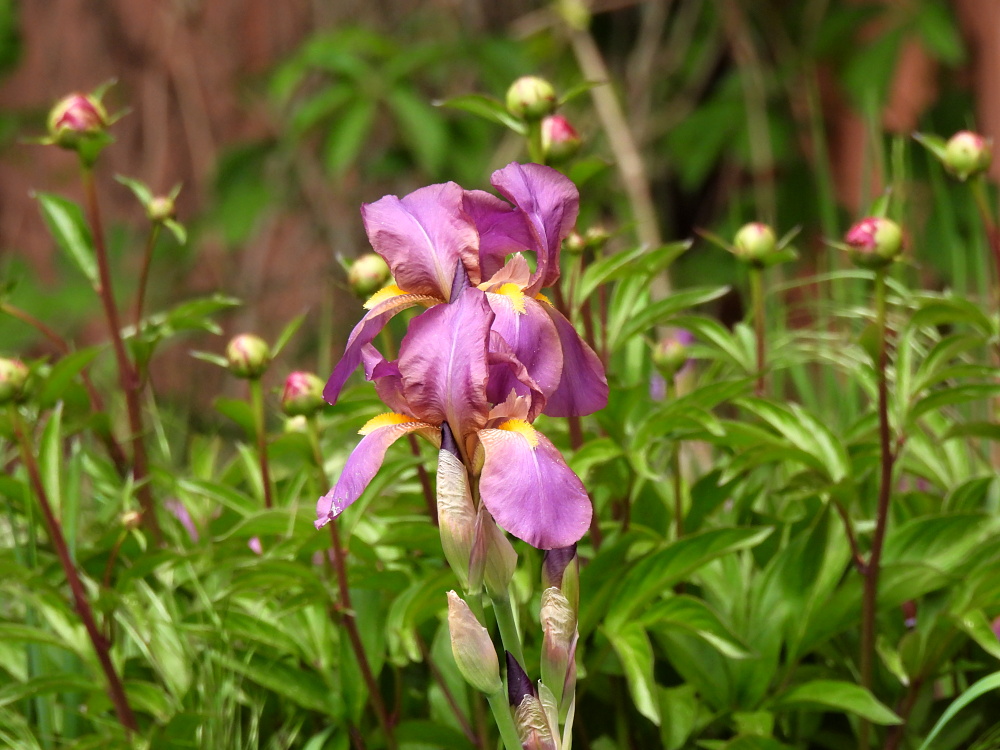 Fotoreportáž: Když město voní a zpívá jarem