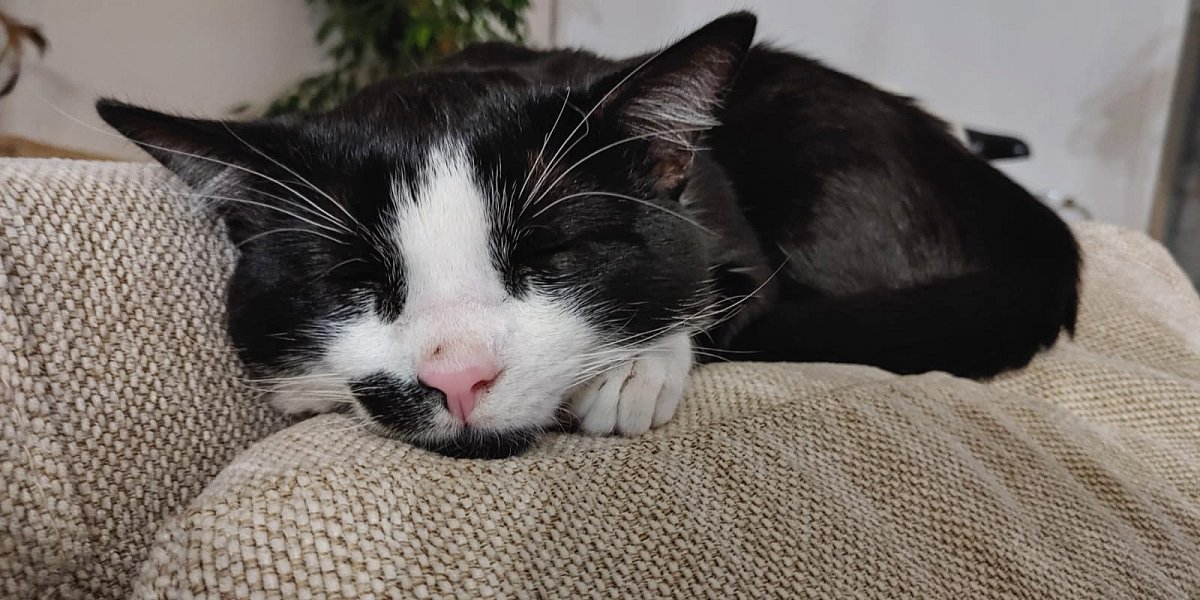 Rozumování kocourka Tlapíka