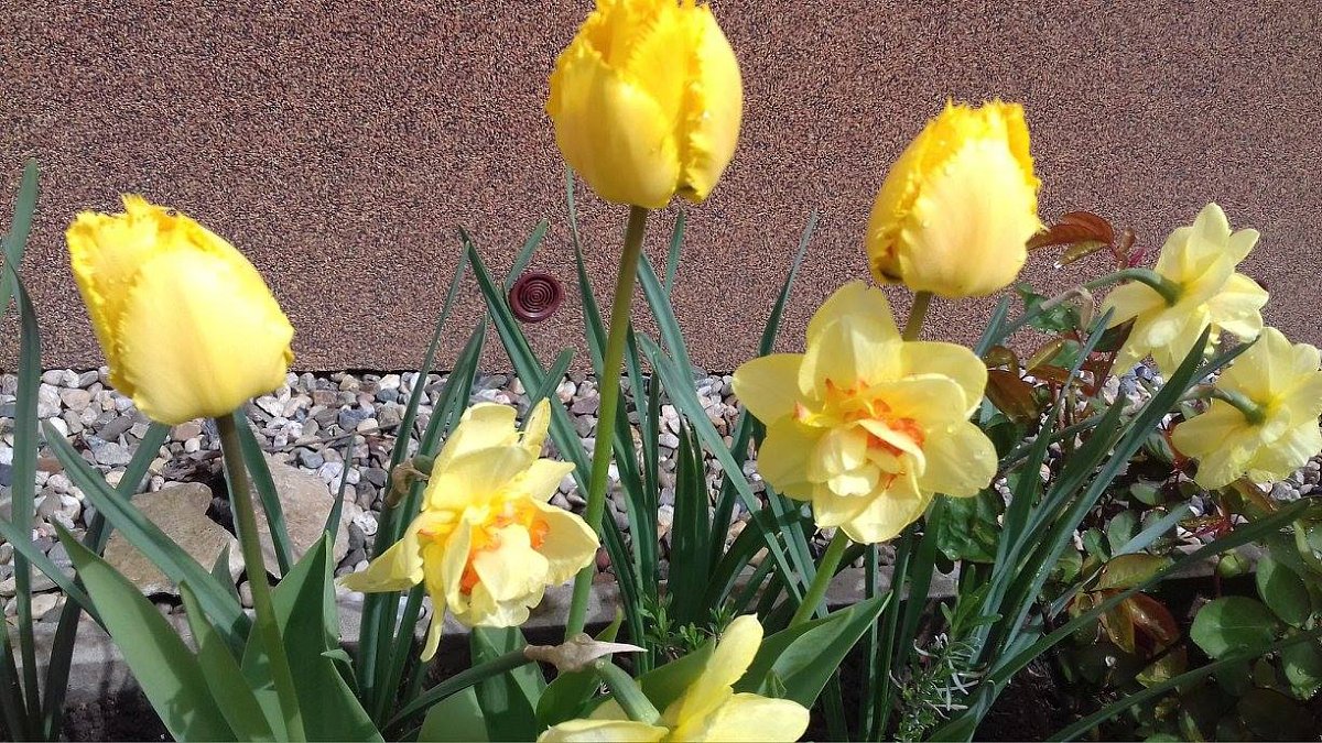 Jaro už nic nezastaví 