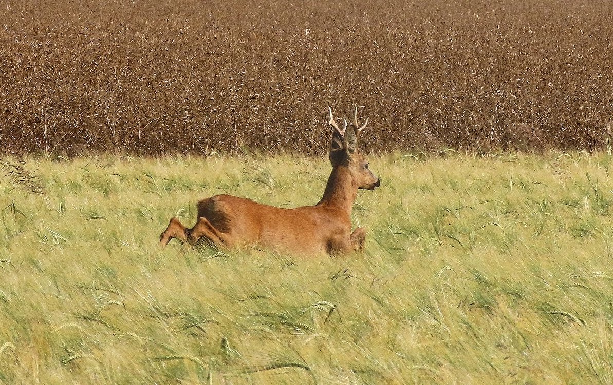 V toulavých botách počínajícím létem