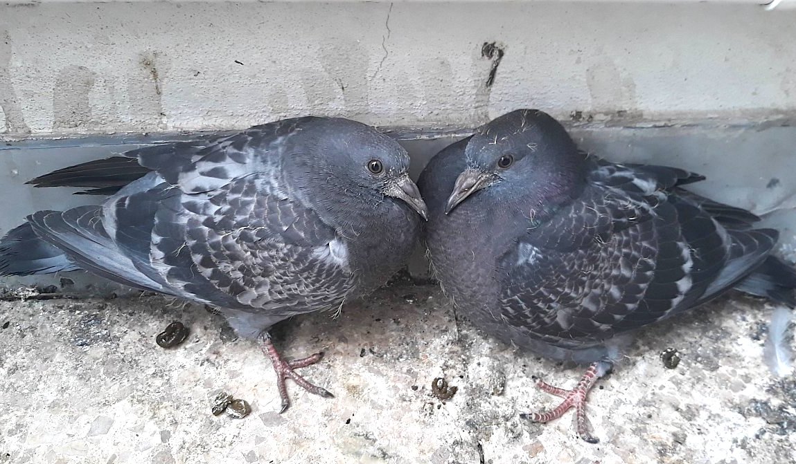 Jak jsem odchoval dvě holoubata 