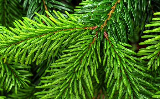 Němečtí vědci klonují
dokonalý vánoční strom