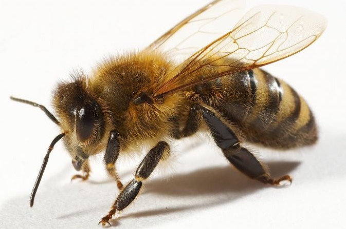 Prospěšná včelí žihadla.
Fakt, nebo šarlatánství?