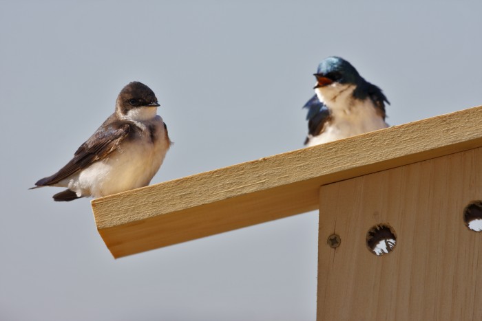Stěhovavé ptáky zde čeká
ledové přivítání. Pomozme