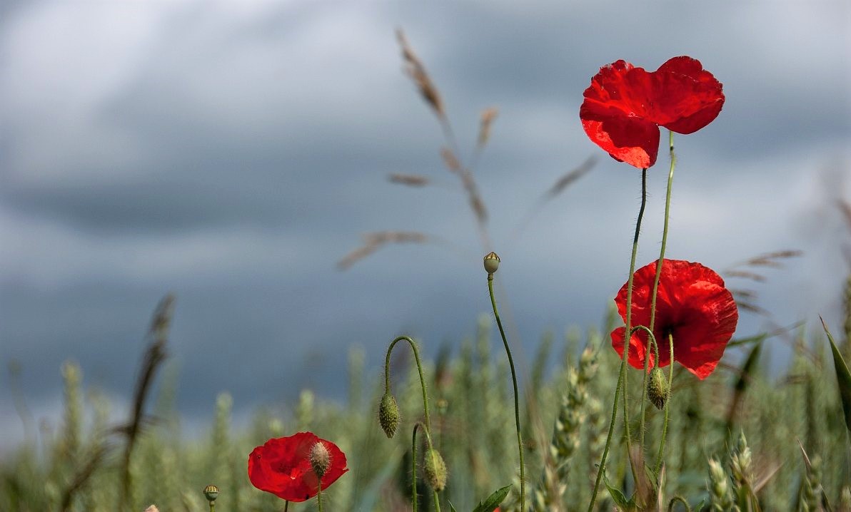 Vlčí máky pro válečné veterány