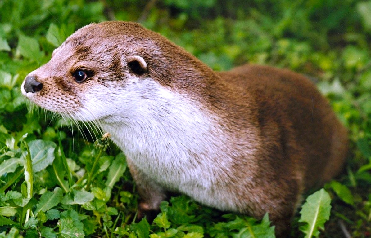 Vzpomínání na seznámení s Vydrýskem