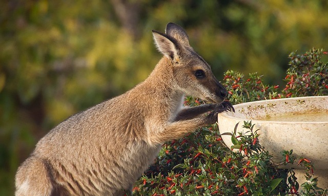 Pohádky pro Honzíka 9:
O klokaní holčičce a zelené žabce  