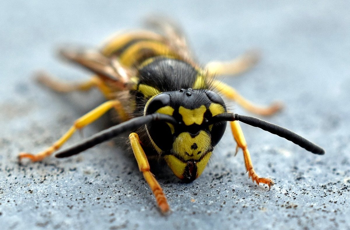 Krkonoše, aneb vosy nejsou kámoši