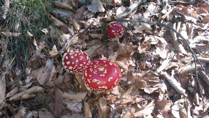 Fotosoutěž graduje: můžete
vložit 4. foto a ještě hlasovat 