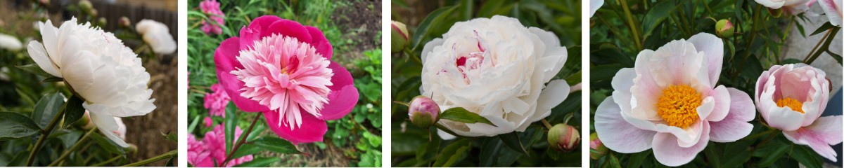 zahrada-pivonky.jpg