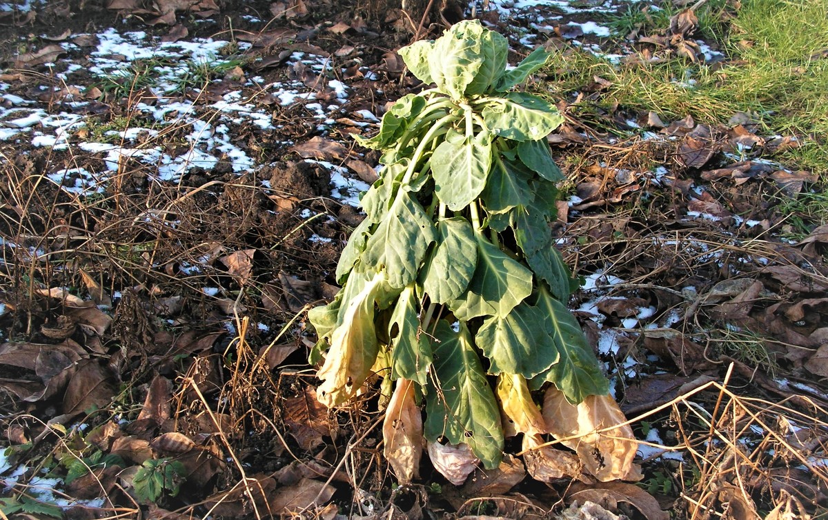 Správný zahrádkář už nyní vyhlíží jaro