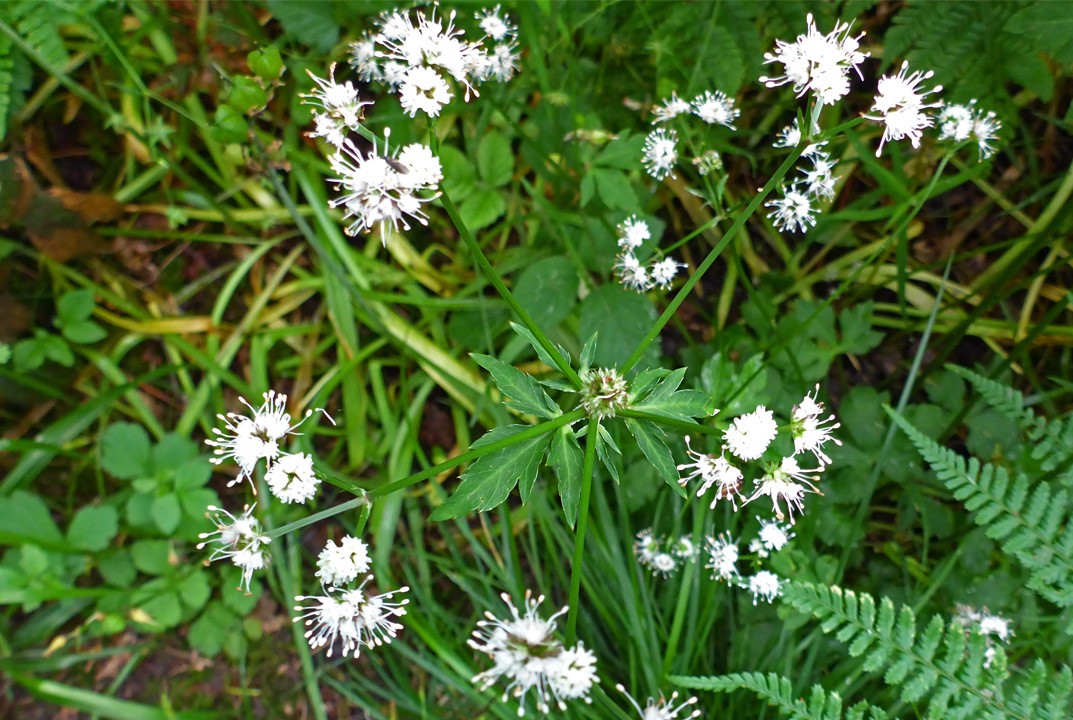 Léčivá rostlina s mnoha jmény